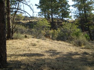 Deer walking by, Oliver Mtn 2011-09.